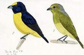 Scrub Euphonia