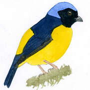 Golden-rumped Euphonia