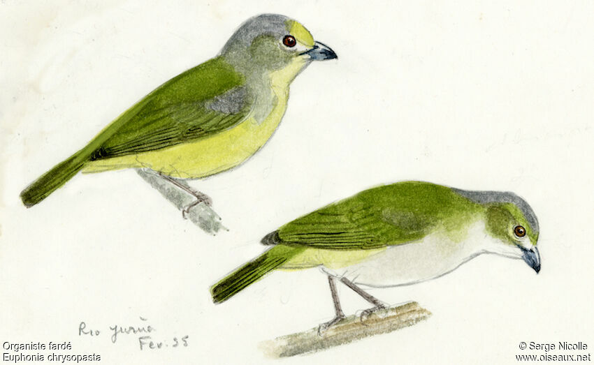 White-lored Euphonia , identification