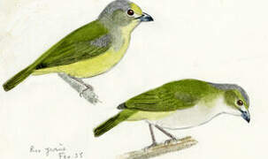 White-lored Euphonia