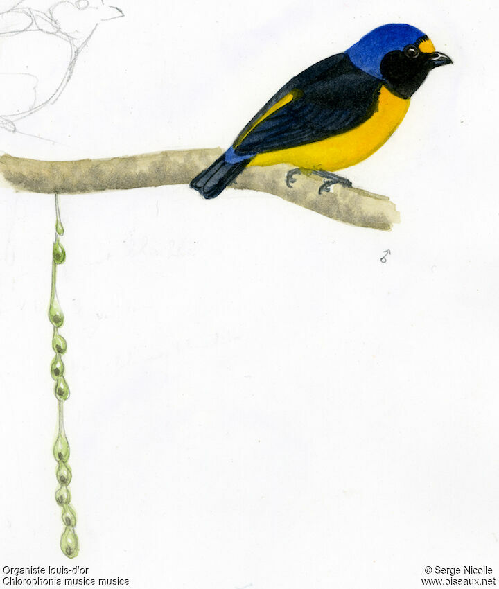 Hispaniolan Euphonia male, identification