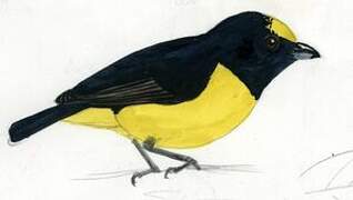 Spot-crowned Euphonia