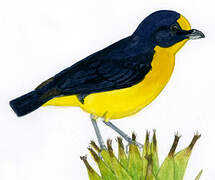 Violaceous Euphonia