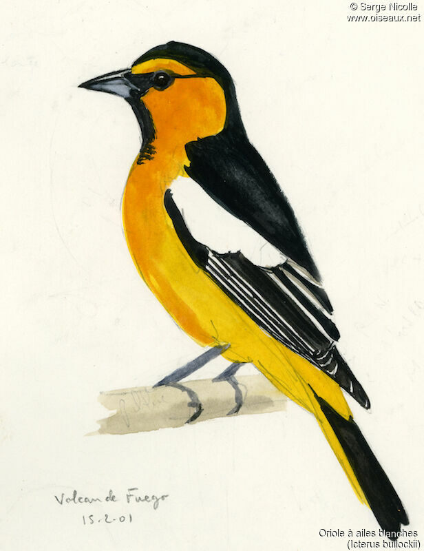 Bullock's Oriole, identification