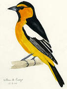 Bullock's Oriole