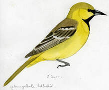 Bullock's Oriole