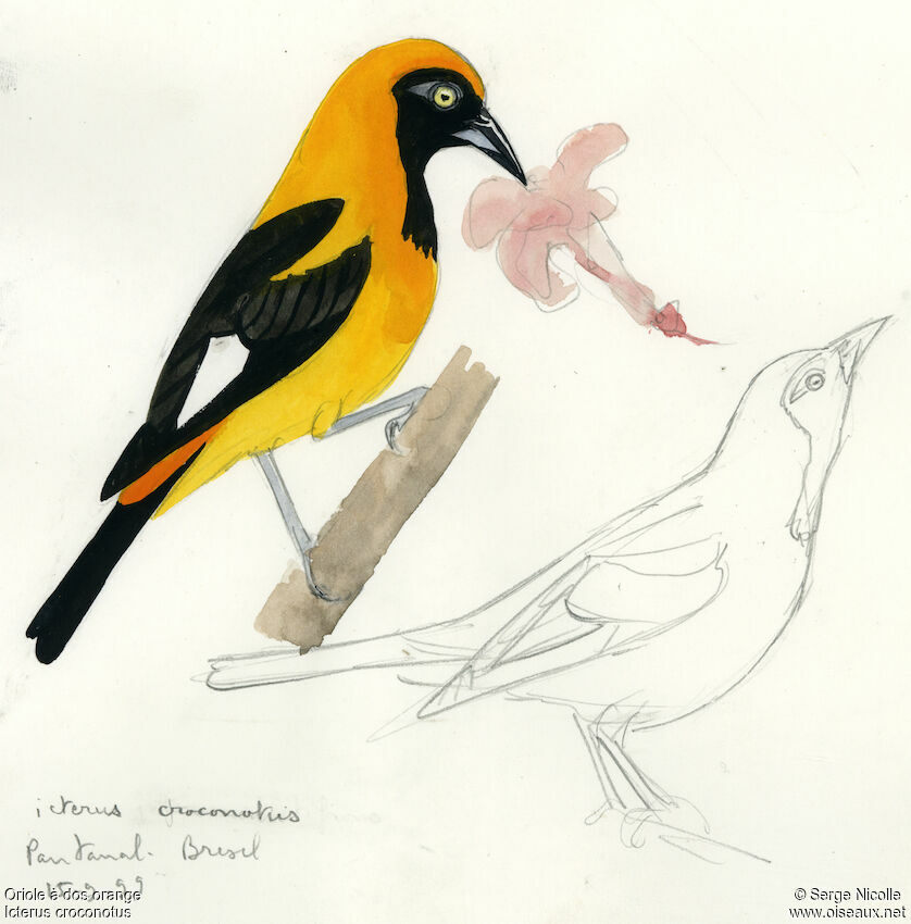 Orange-backed Troupial, identification