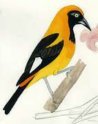 Orange-backed Troupial