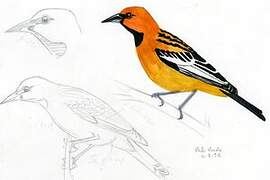 Streak-backed Oriole