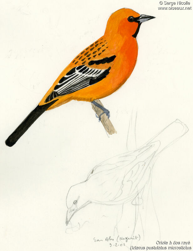 Streak-backed Oriole male, identification