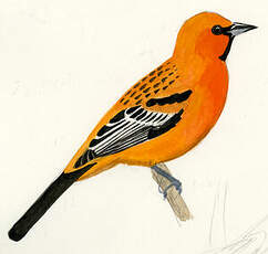 Oriole à dos rayé