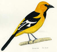 Altamira Oriole