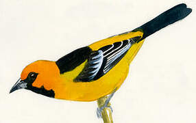 Altamira Oriole