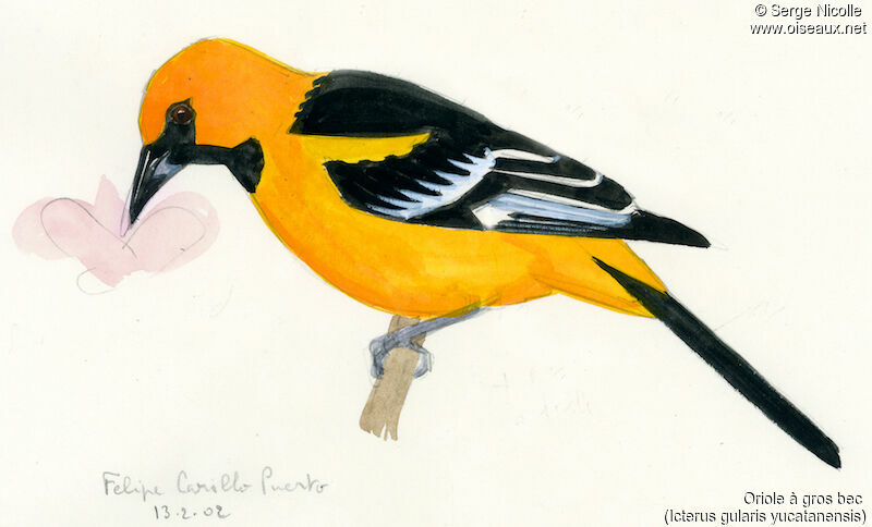 Altamira Oriole, identification