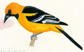 Altamira Oriole