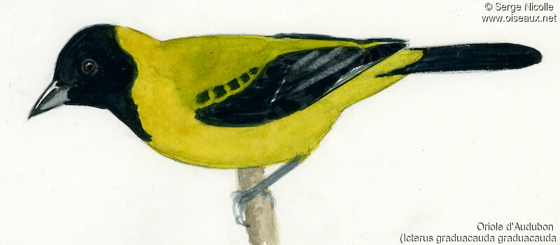 Audubon's Oriole, identification