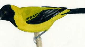 Audubon's Oriole