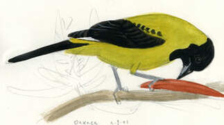 Audubon's Oriole