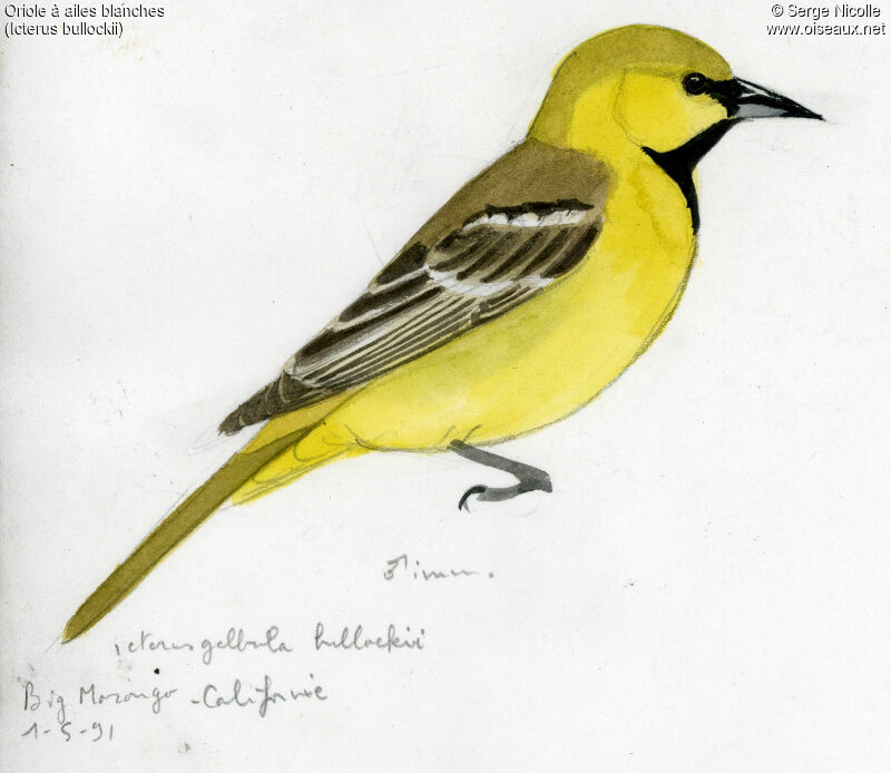 Oriole de Bullock