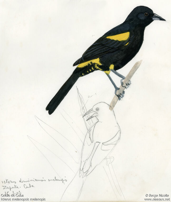 Cuban Oriole, identification