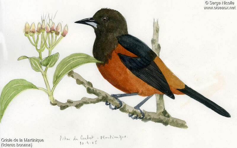 Martinique Oriole identification