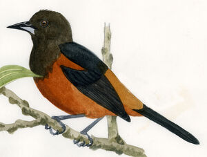Oriole de Martinique