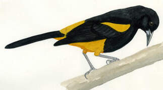 St. Lucia Oriole