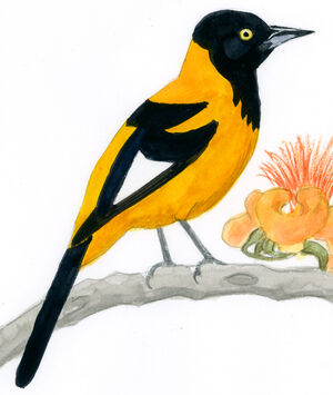 Oriole des campos