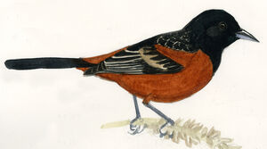 Oriole des vergers