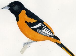 Oriole du Nord