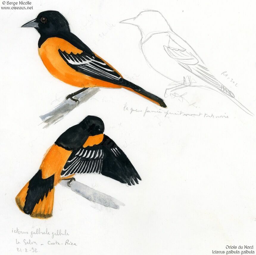 Oriole du Nord, identification