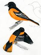 Oriole du Nord