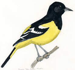 Oriole jaune-verdâtre