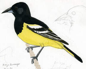 Oriole jaune-verdâtre