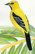 Oriole jaune