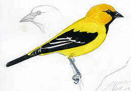 Oriole jaune