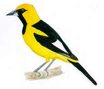 White-edged Oriole