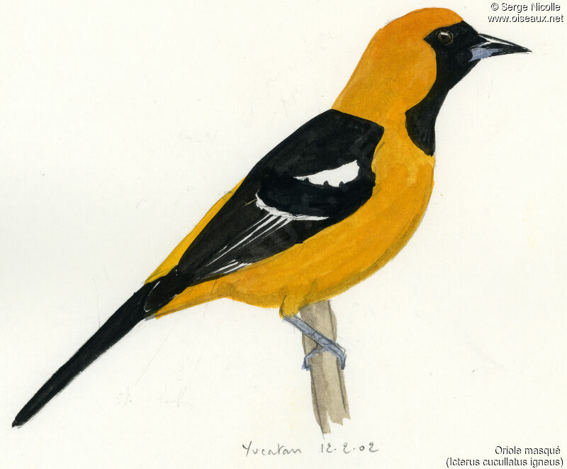 Oriole masqué, identification