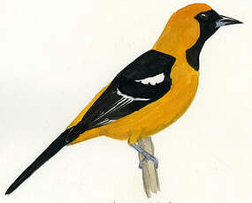 Oriole masqué