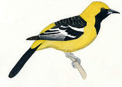 Hooded Oriole