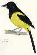 Black-cowled Oriole