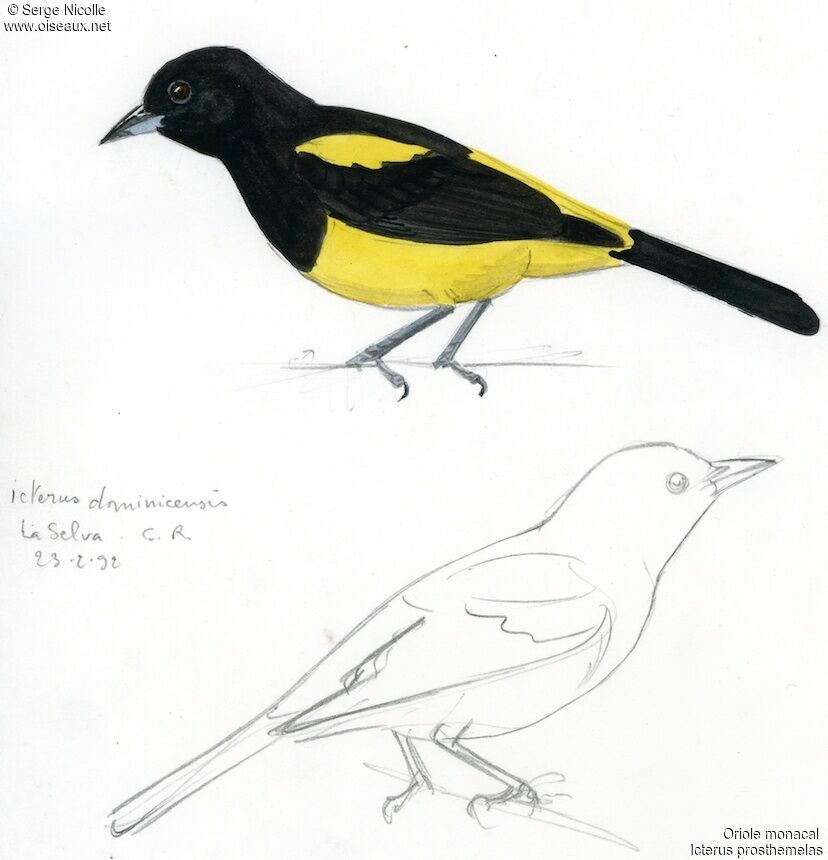 Black-cowled Oriole, identification