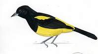 Oriole monacal