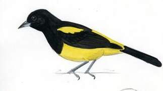 Black-cowled Oriole