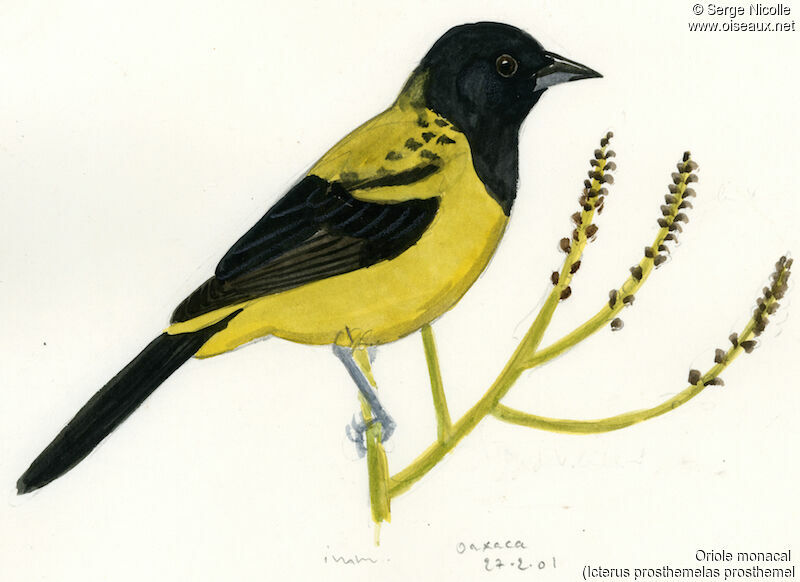 Black-cowled Oriole, identification