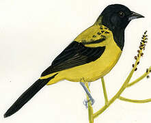 Black-cowled Oriole