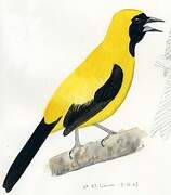 Yellow-backed Oriole