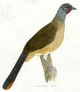 West Mexican Chachalaca