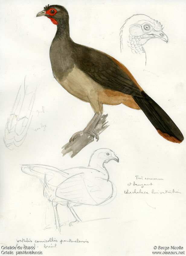 Chaco Chachalaca, identification