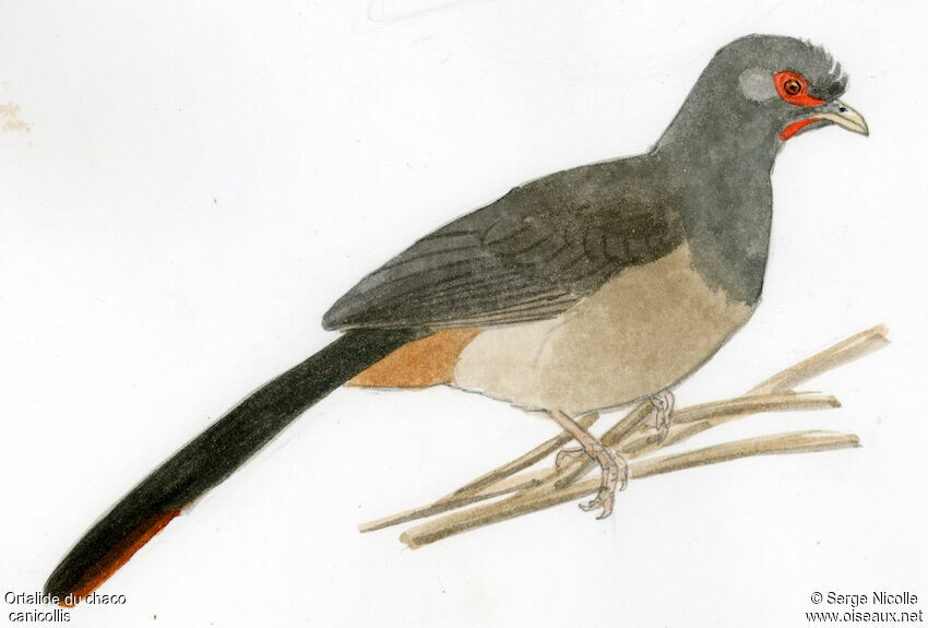 Ortalide du chaco, identification